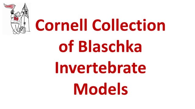 cornellcollectionofblaschkainvertebratemodels.jpg